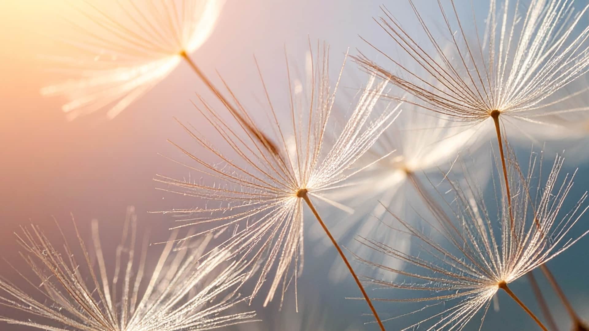 Pusteblume im Gegenlicht als Sinnbild für Vergänglichkeit und Trost