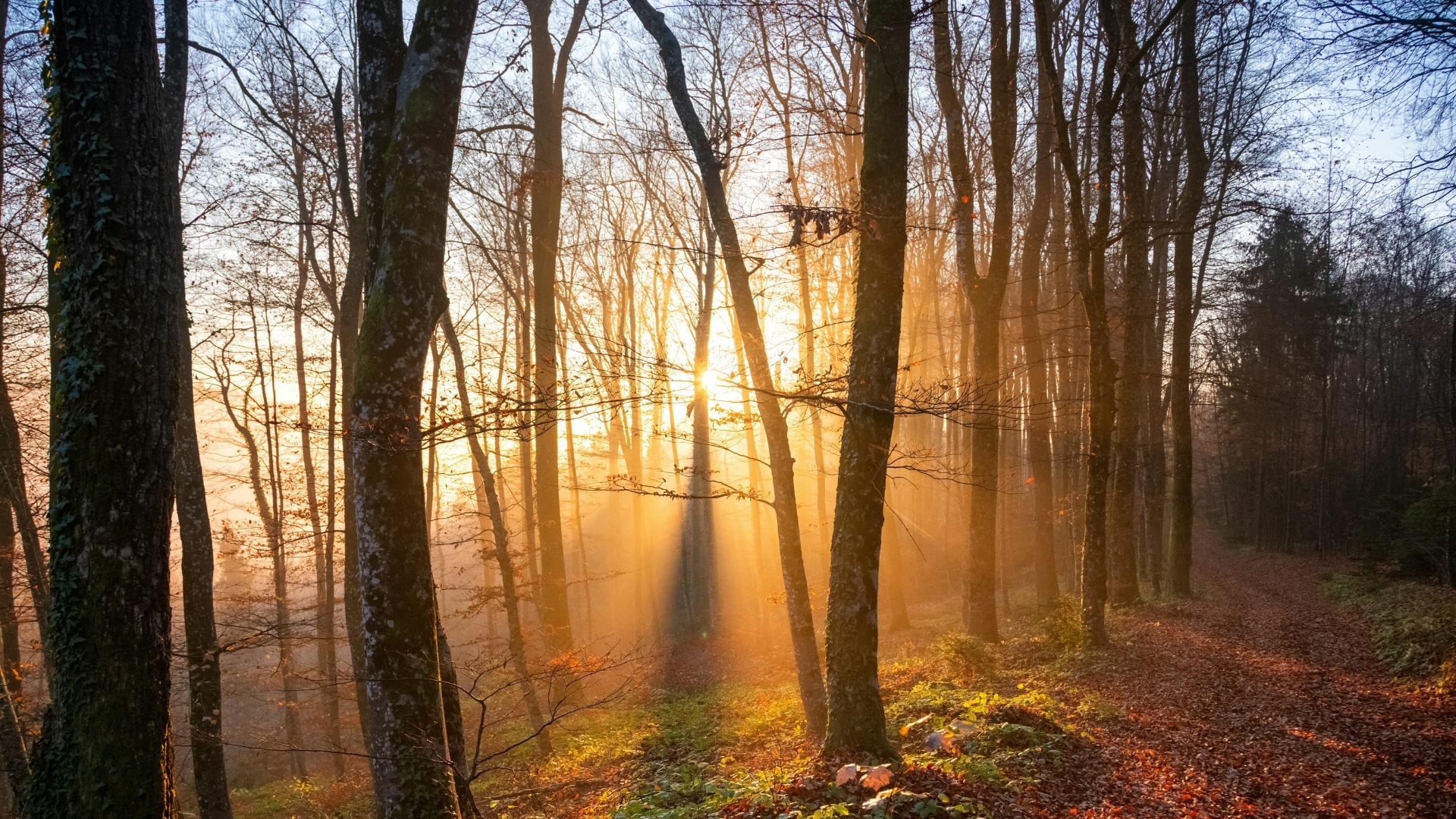 Sonnenlicht fällt durch herbstliche Bäume als Sinnbild für Hoffnung