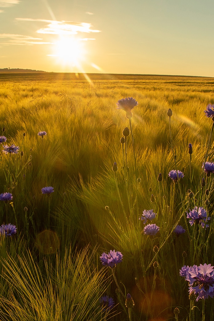 Blumenwiese im goldenen Abendlicht als Sinnbild für Ruhe und Trost